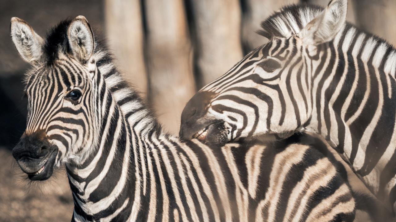 Přímý přenos z Africké vesnice / 26.04.2025, 05:00