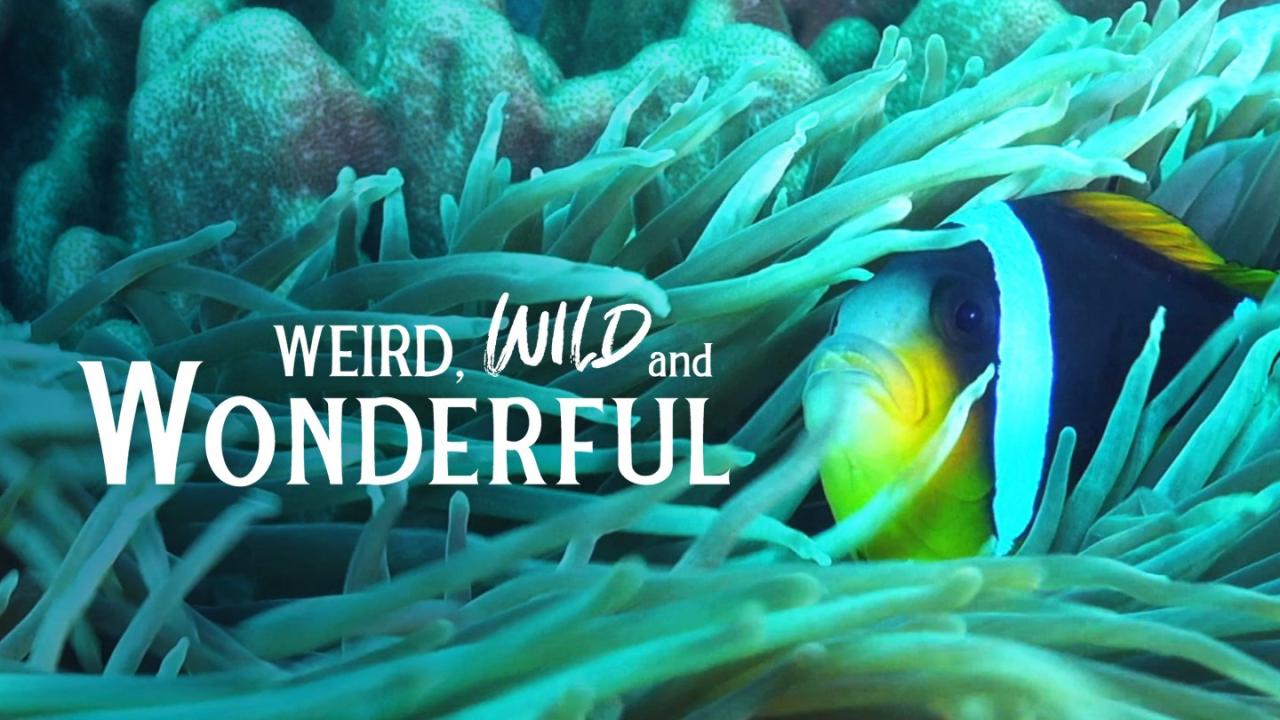 Weird, Wild & Wonderful