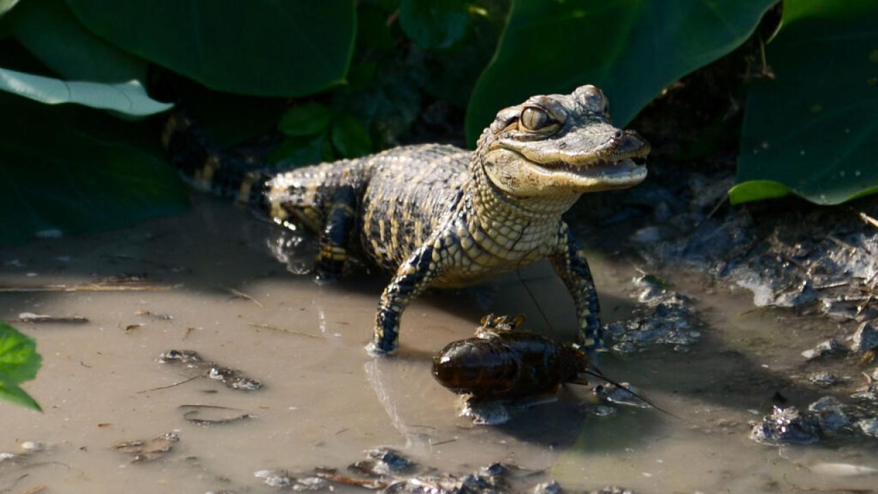 Florida Untamed: Where Reptiles Rule Compilation