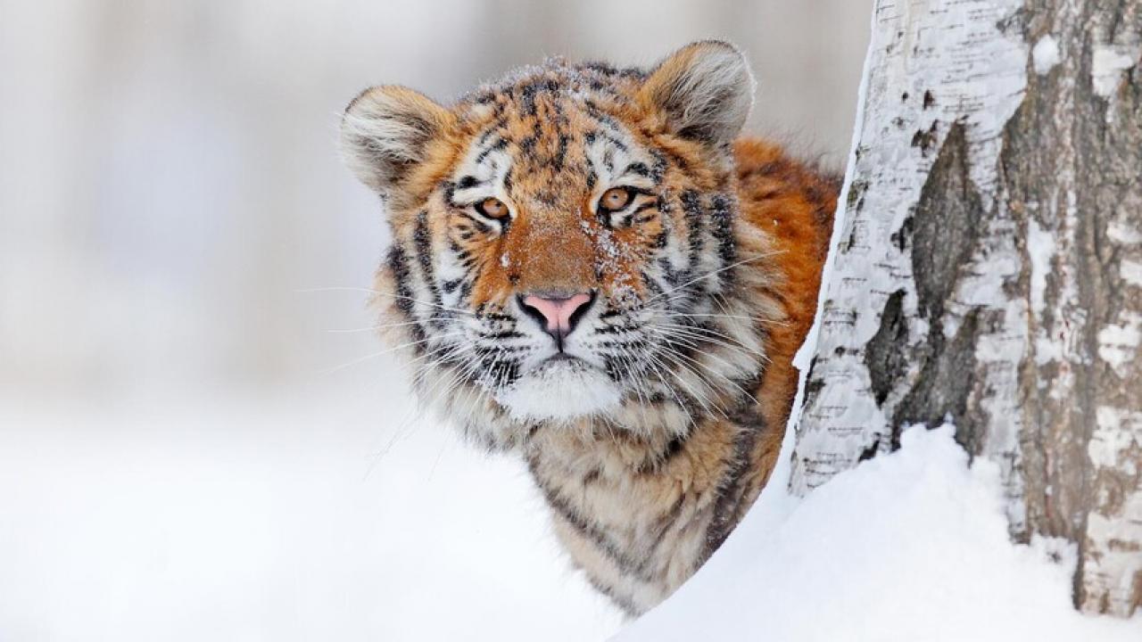 Russia's Wild Tiger