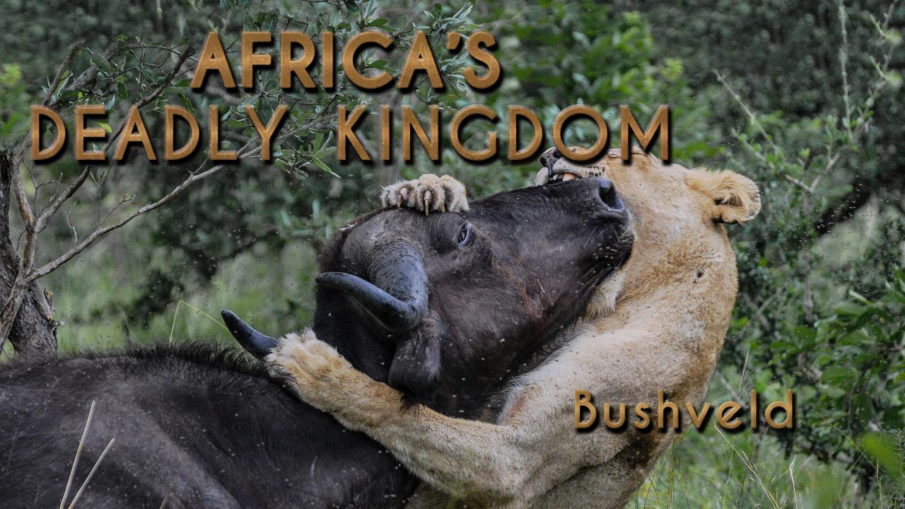 Africa's Deadly Kingdoms