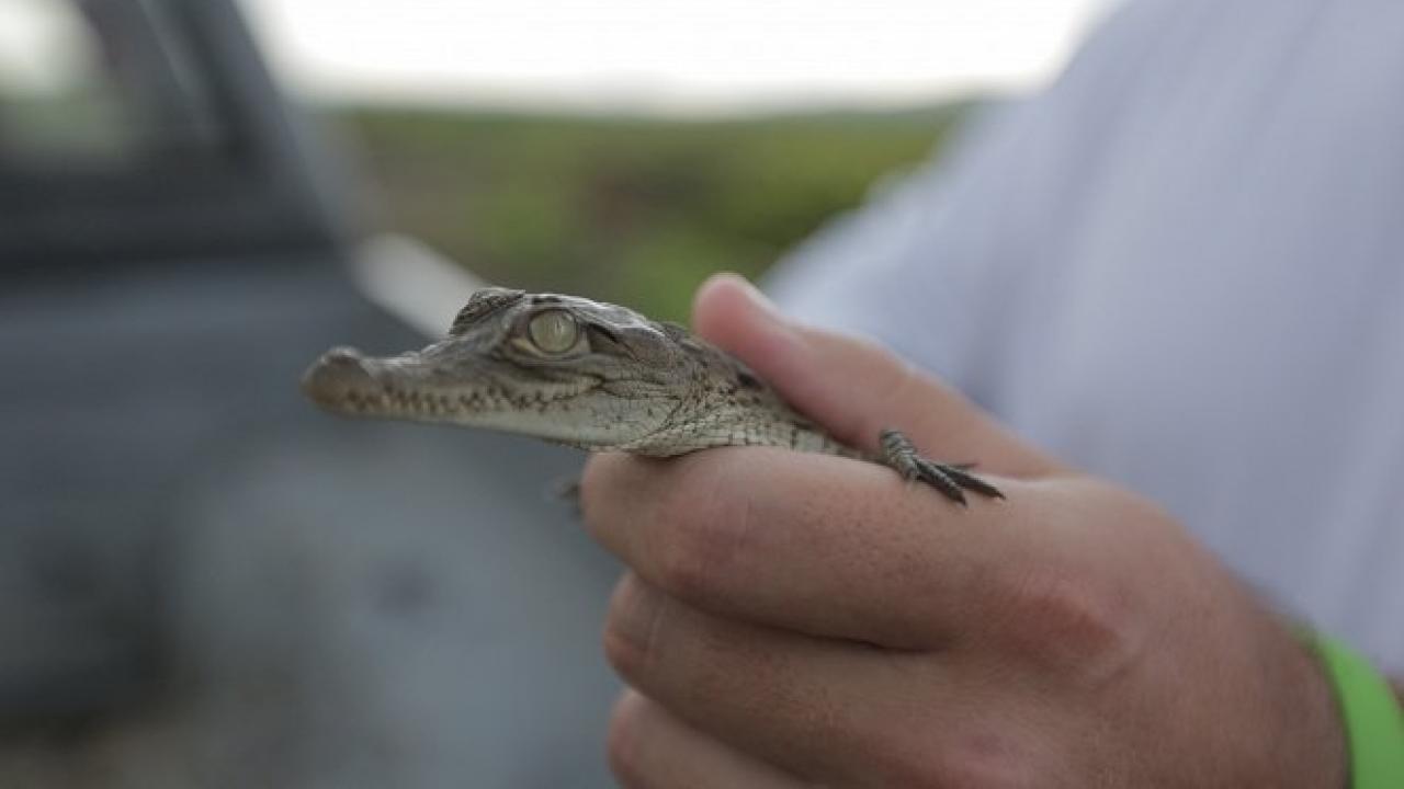 Monster Croc Invasion