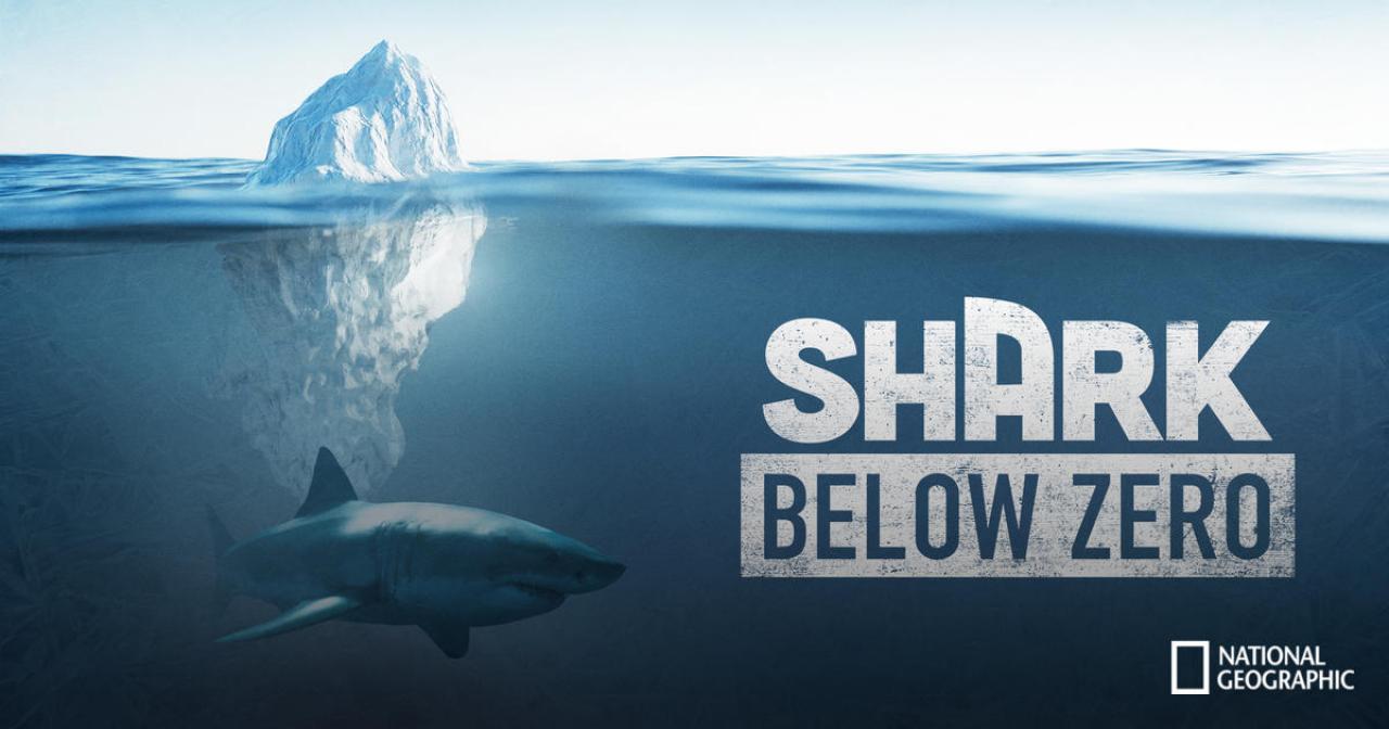 Shark Below Zero / 20.07.2025, 19:28