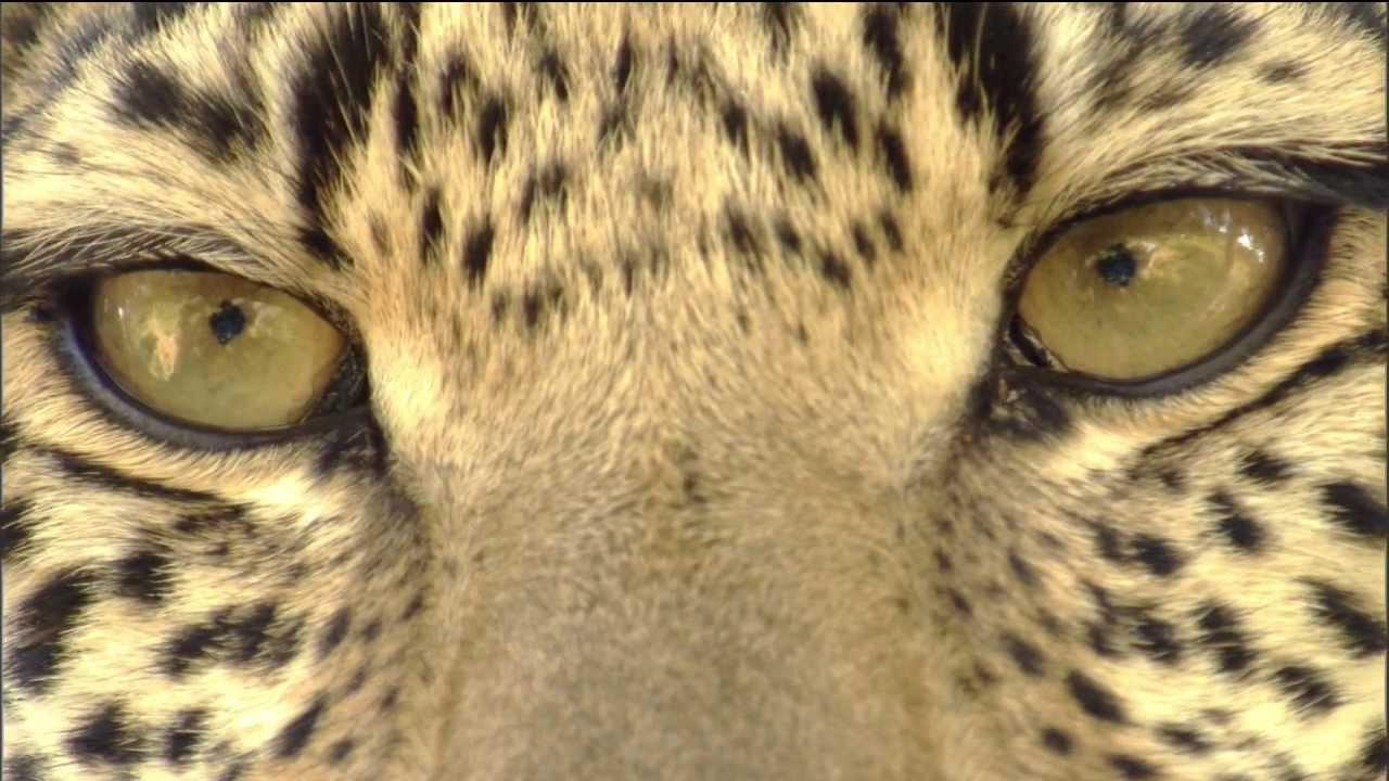 Eye of the Leopard (Revealed)