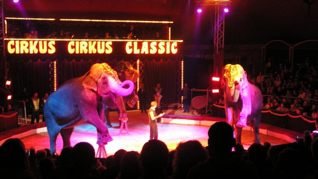 Cirkus Cirkus Classic / 04.02.2025, 20:21