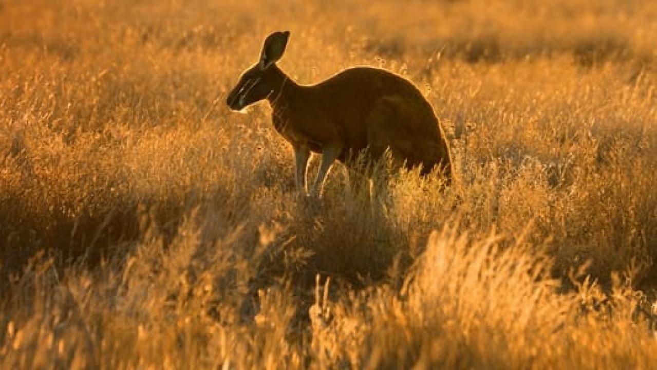 Wild Australia