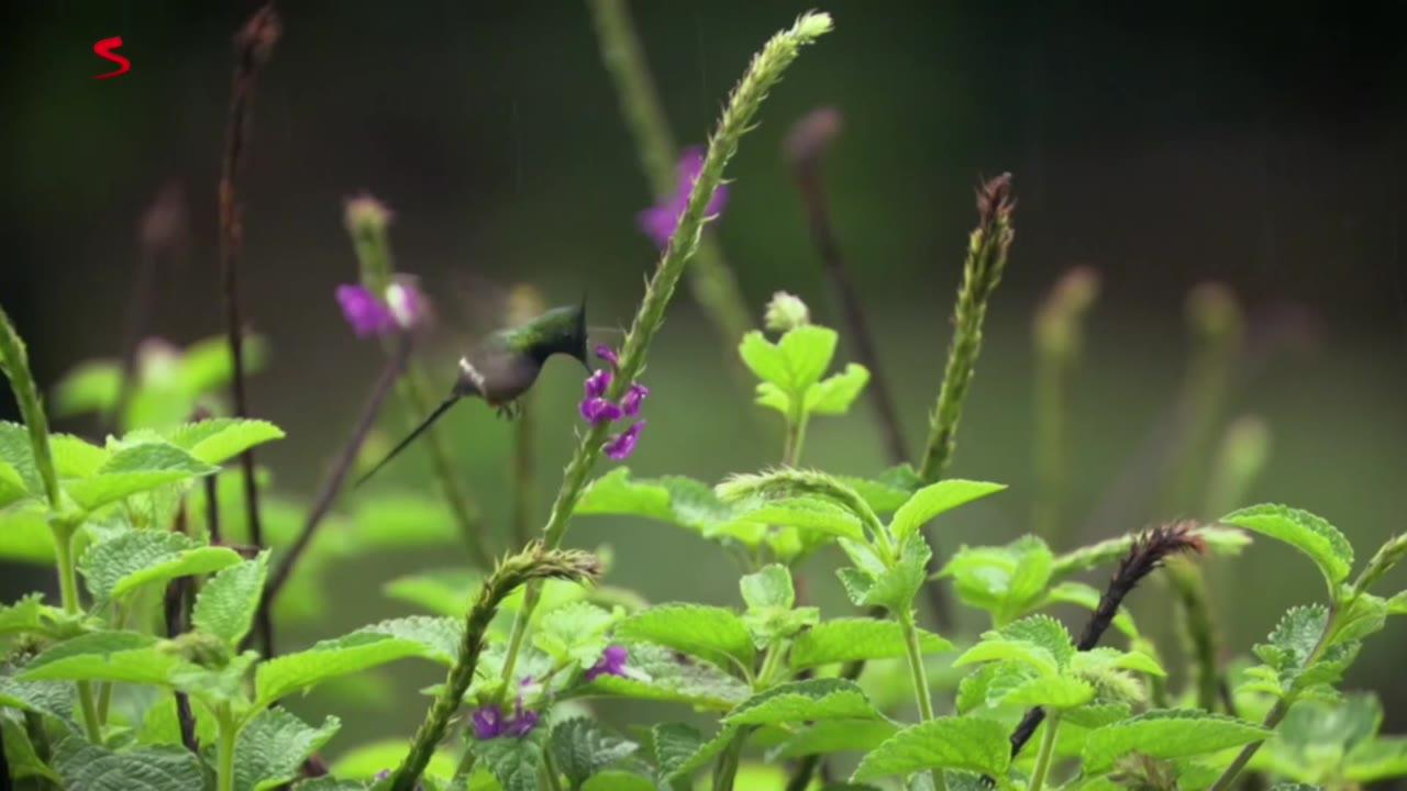 Wild Colombia