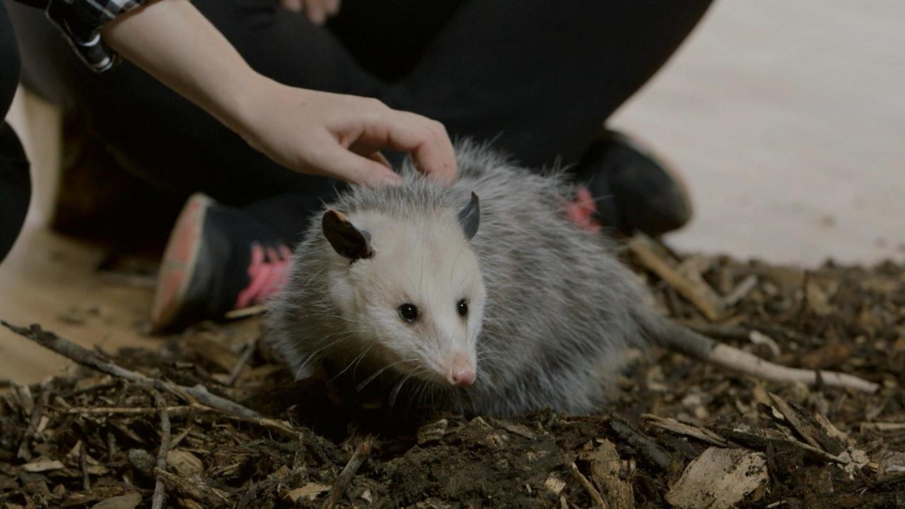 Nature's Cleanup Crew
