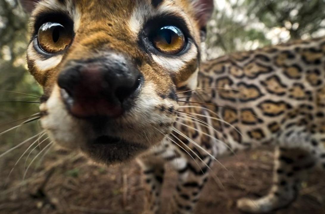 Americký ocelot