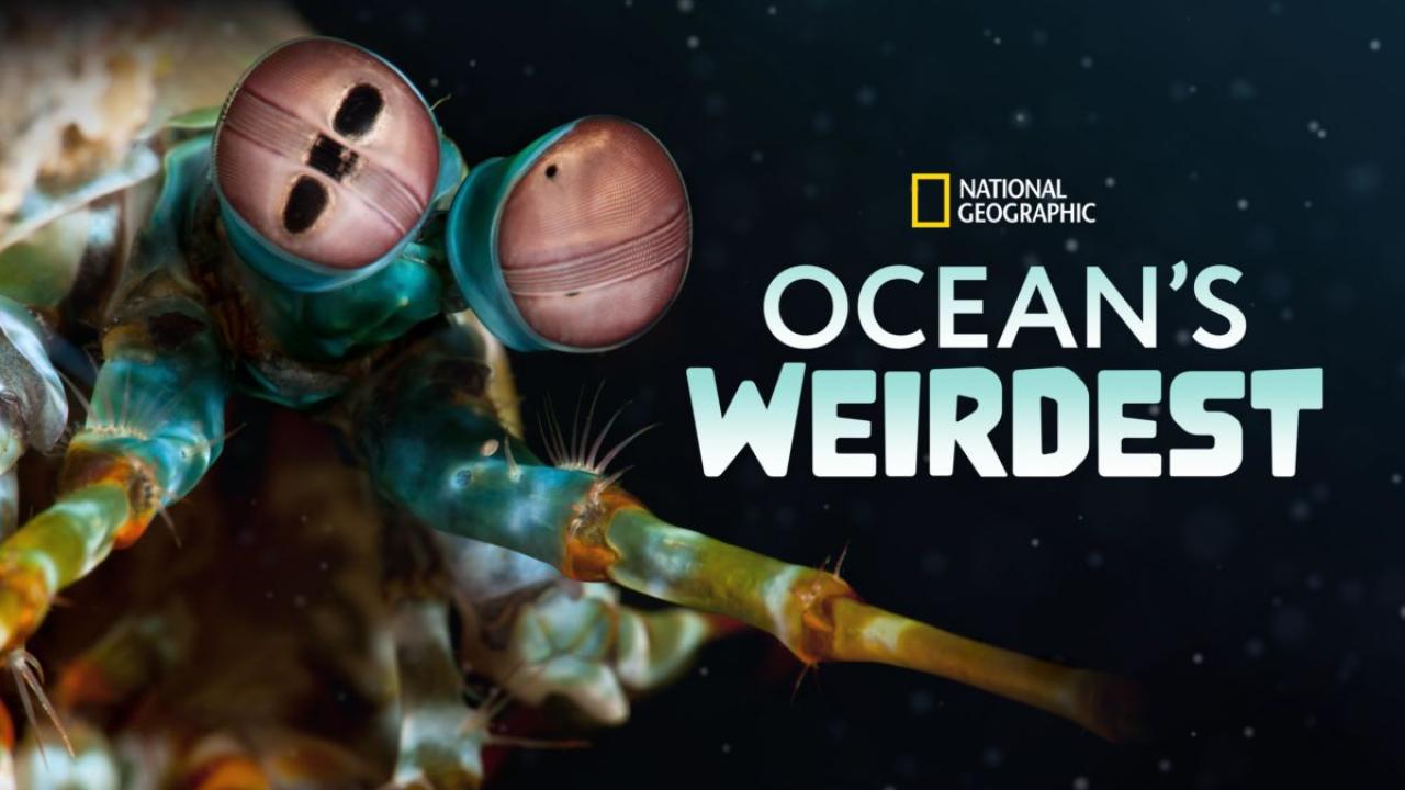 Ocean's Weirdest / 06.02.2025, 11:50