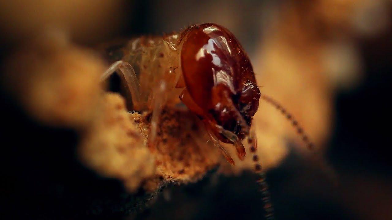 The World According to Termites