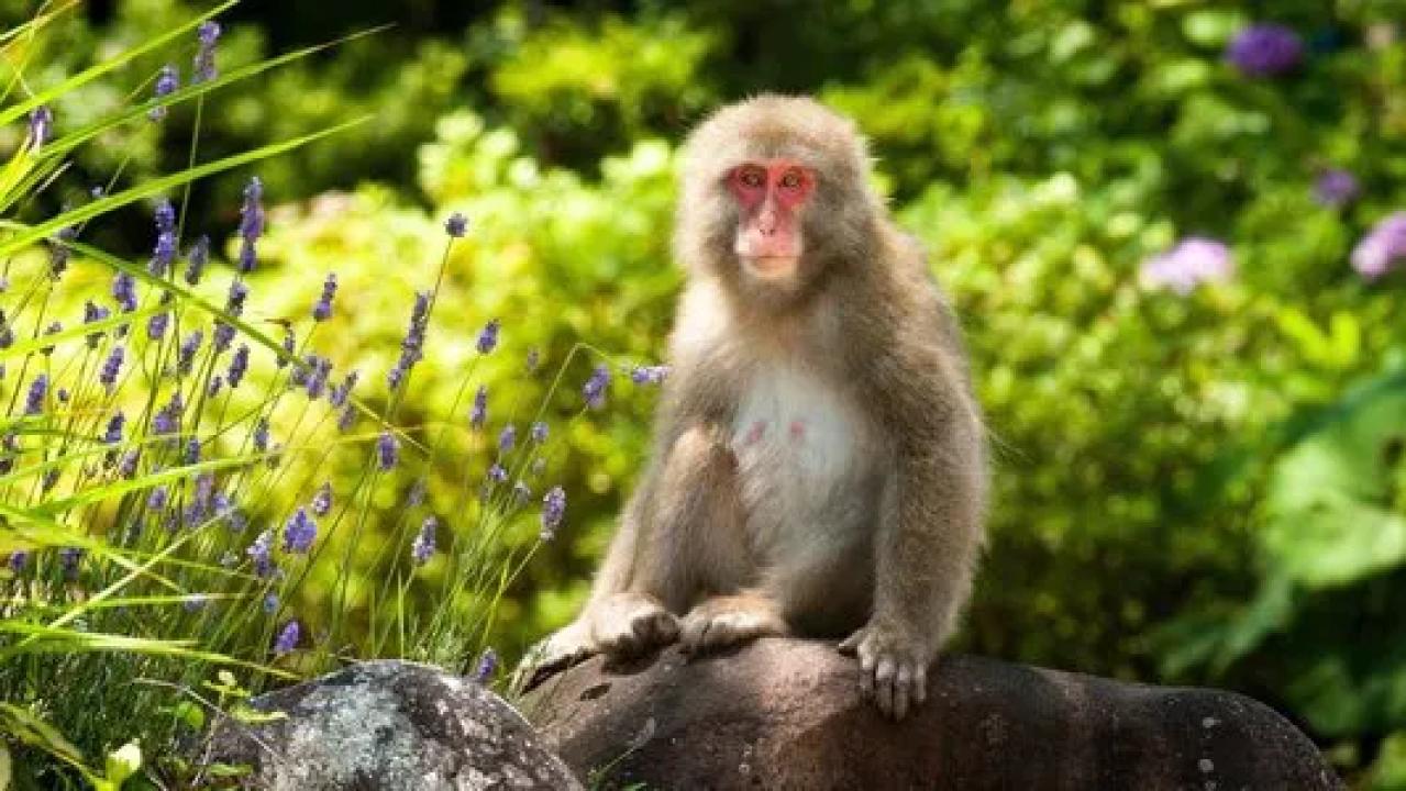 Divoké Japonsko (3)