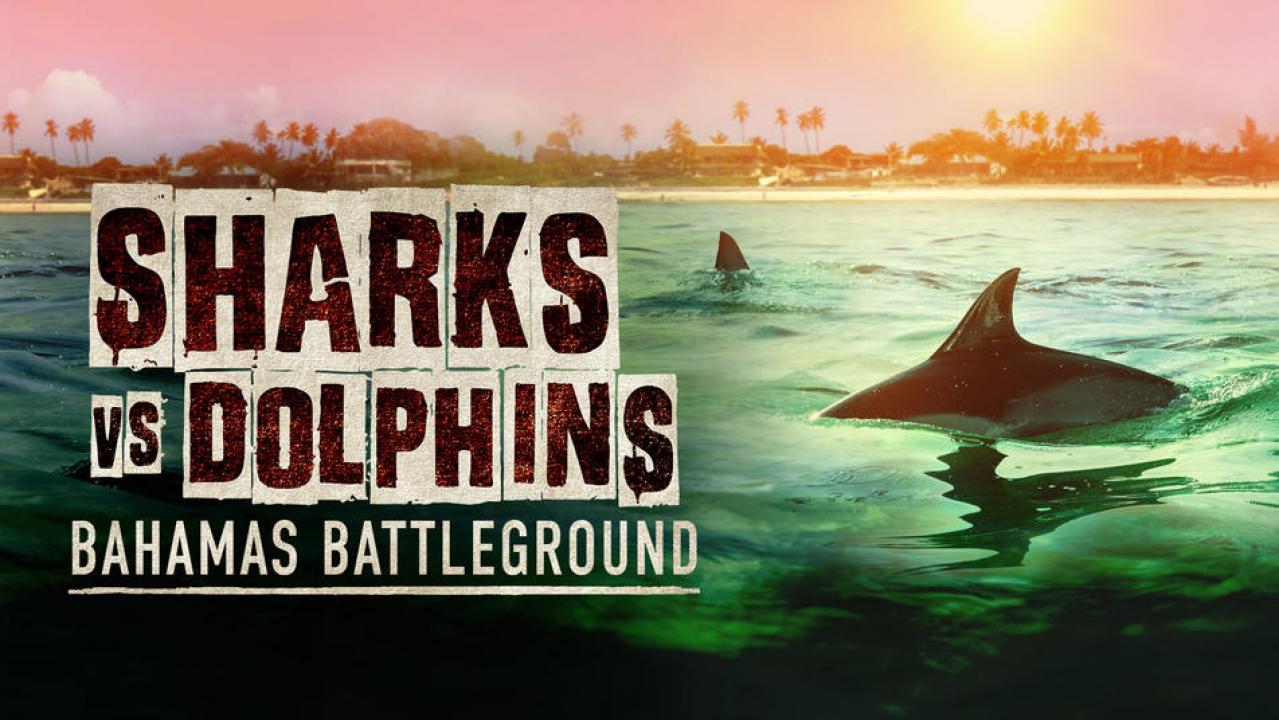 Sharks Vs. Dolphins: Bahamas Battleground / 24.02.2025, 11:03