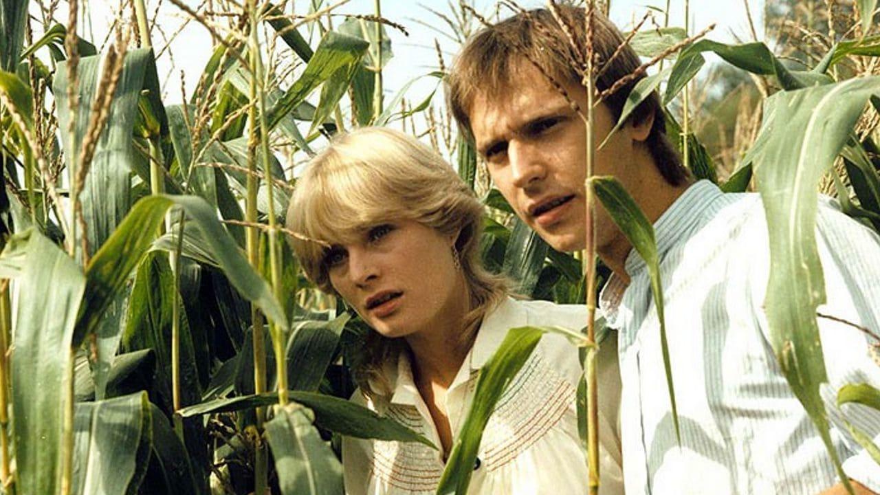 Sun, Hay and Strawberries