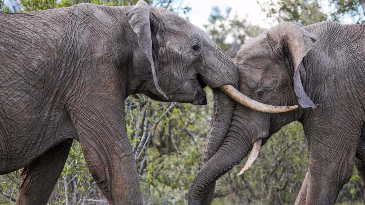 Almost Human: An Elephant's Life