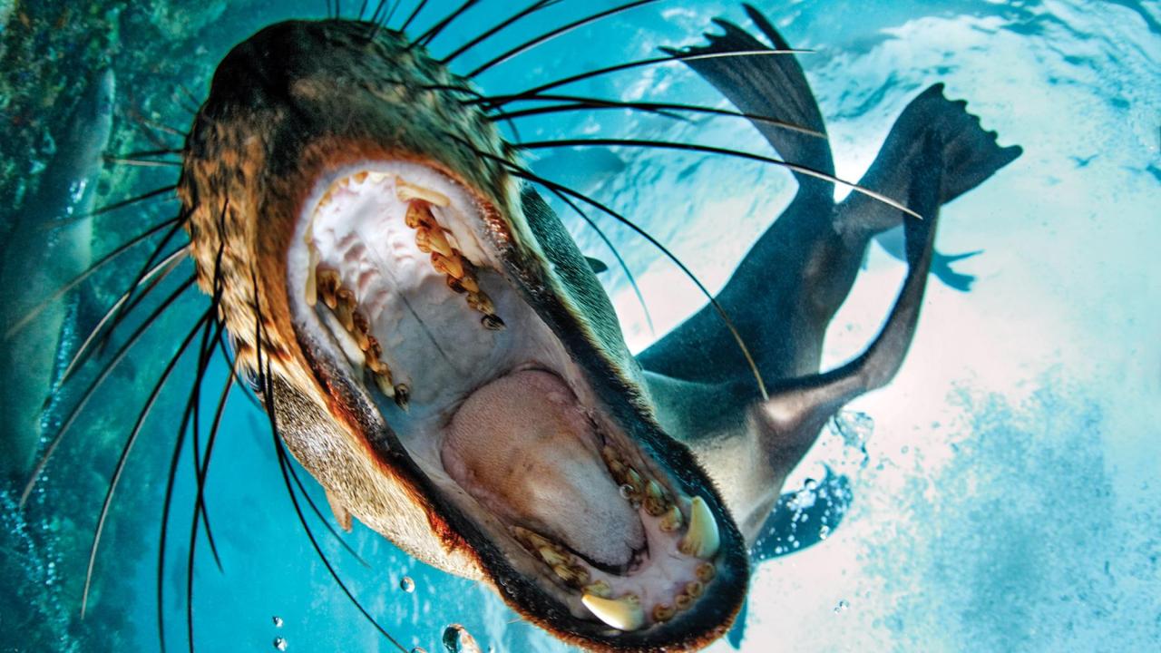 Africa's Underwater Wonders