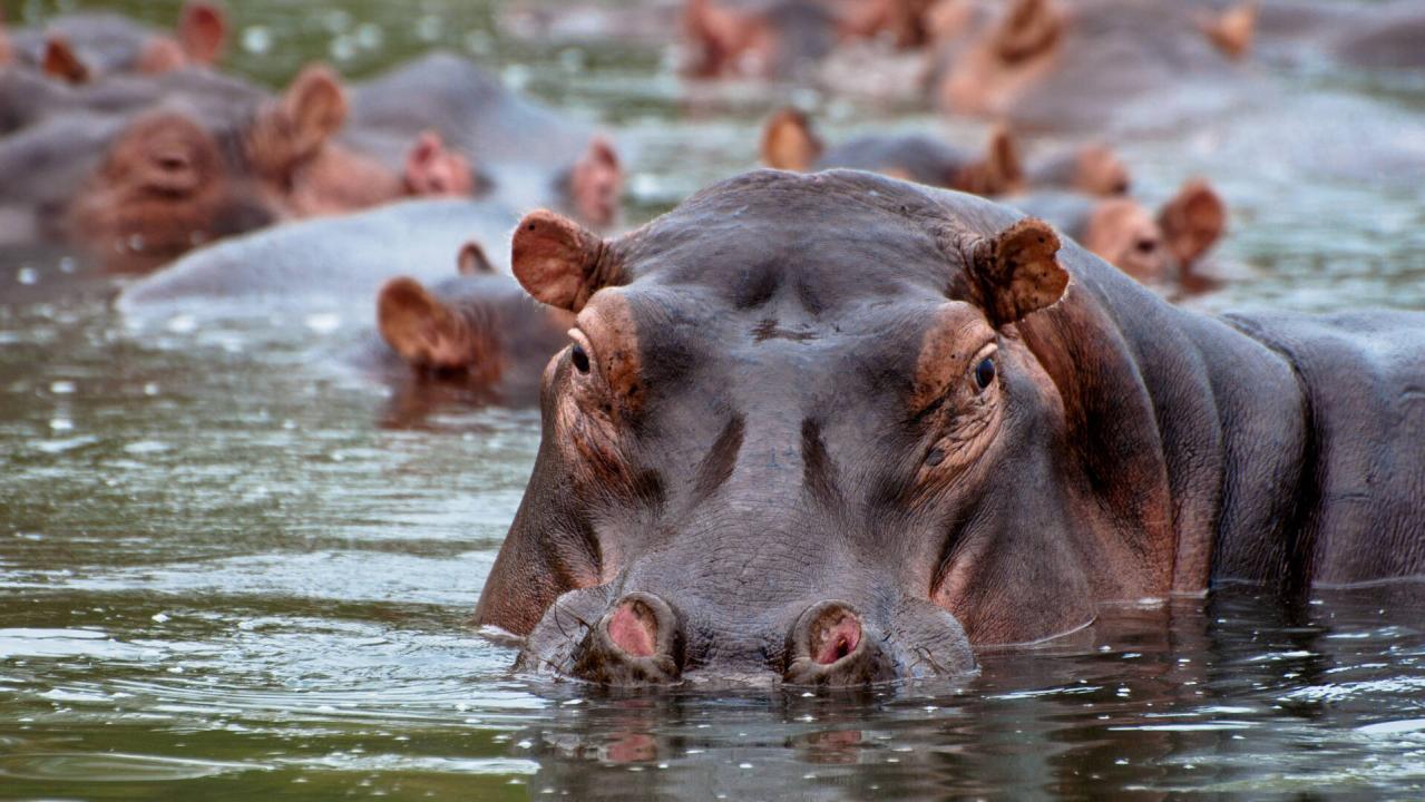 Malawi Wildlife Rescue