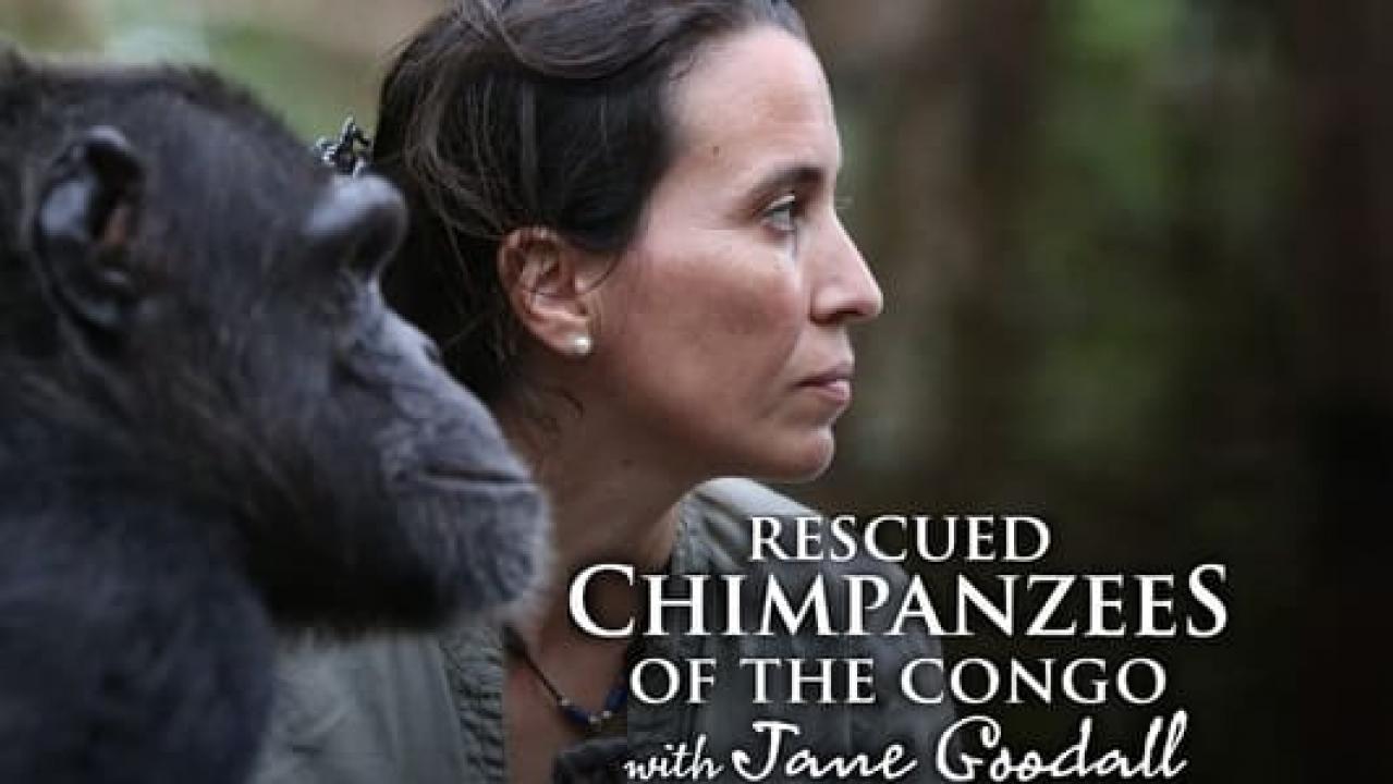 Útulek pro záchranu šimpanzů Jane Goodallové