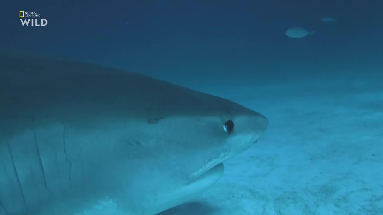 Most Wanted Sharks
