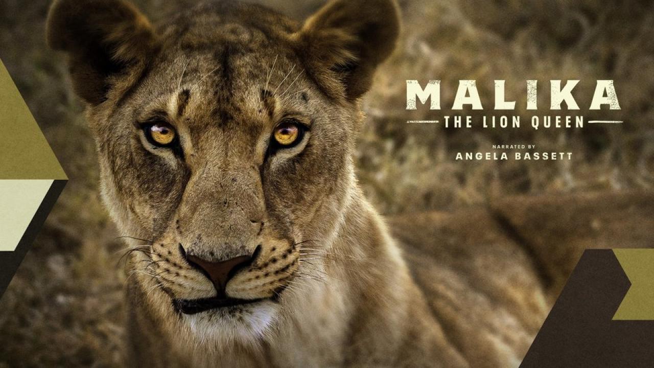 Malika the Lion Queen / 14.03.2025, 12:46