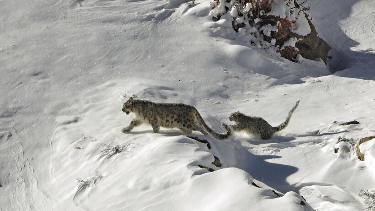 In Search of Snow Leopards: Chasing Shadows