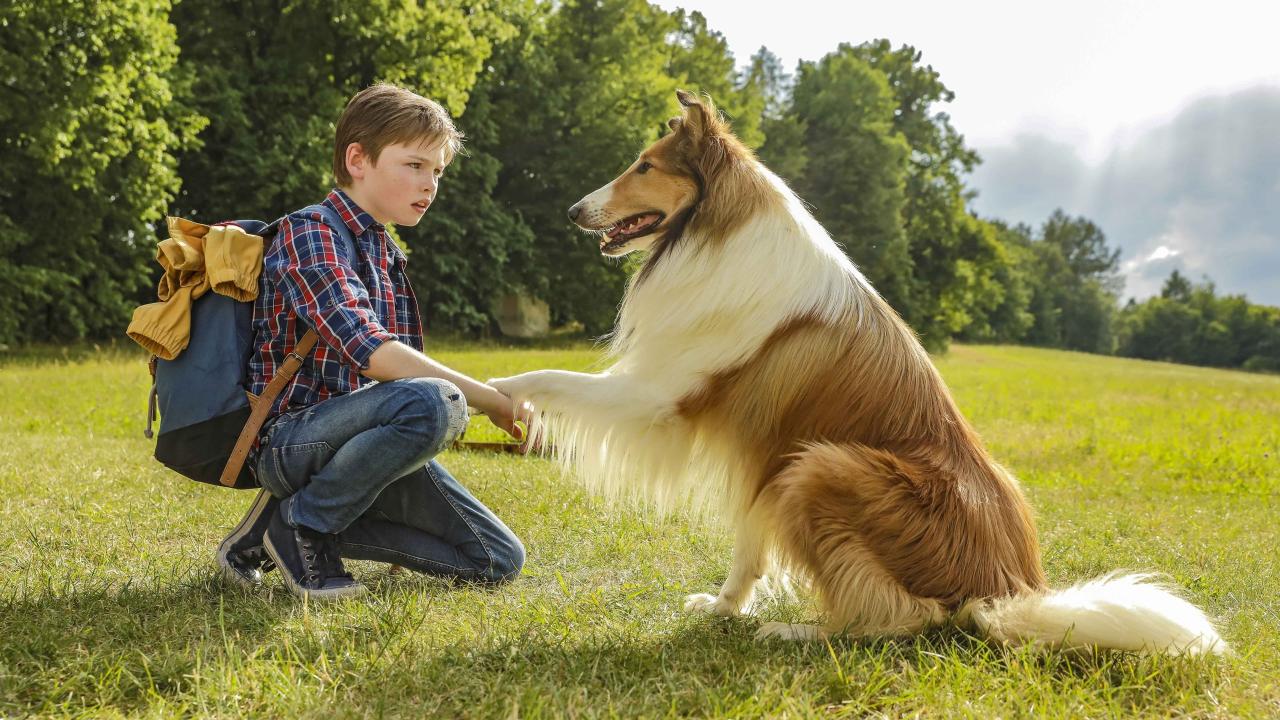 Lassie se vrací