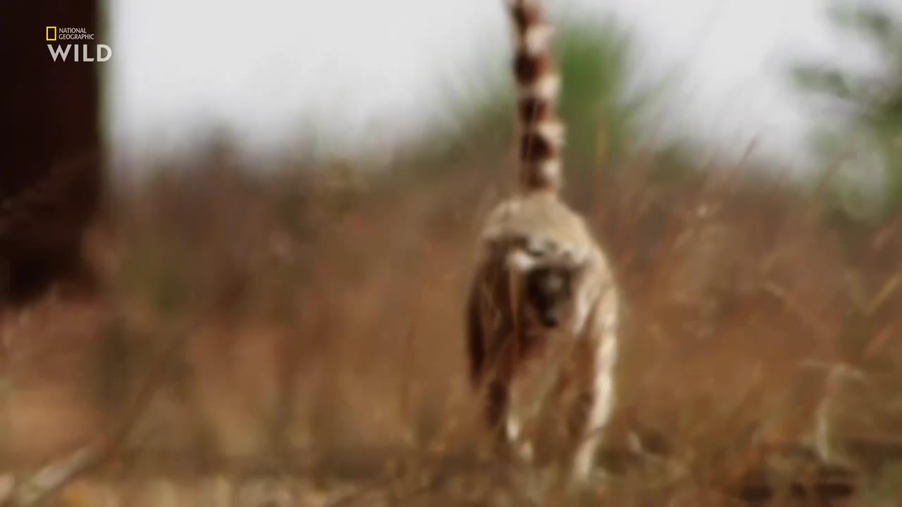 Madagascar's Legendary Lemurs