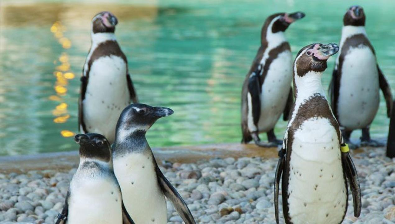 Meet The Penguins