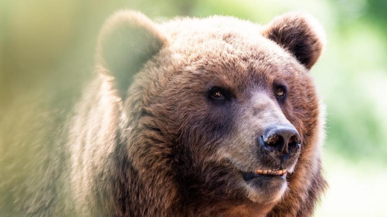 Přímý přenos od Kamčatky / 03.05.2025, 01:00