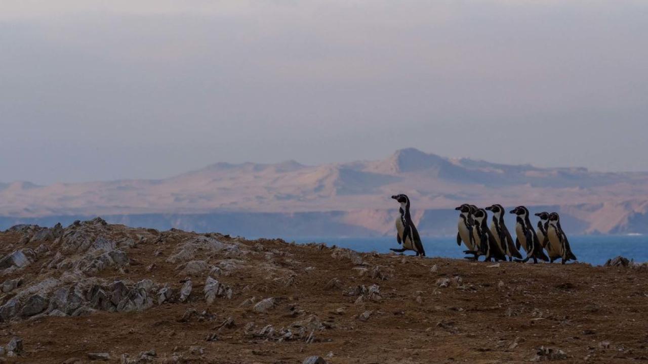 Wild Peru: Fight For Life