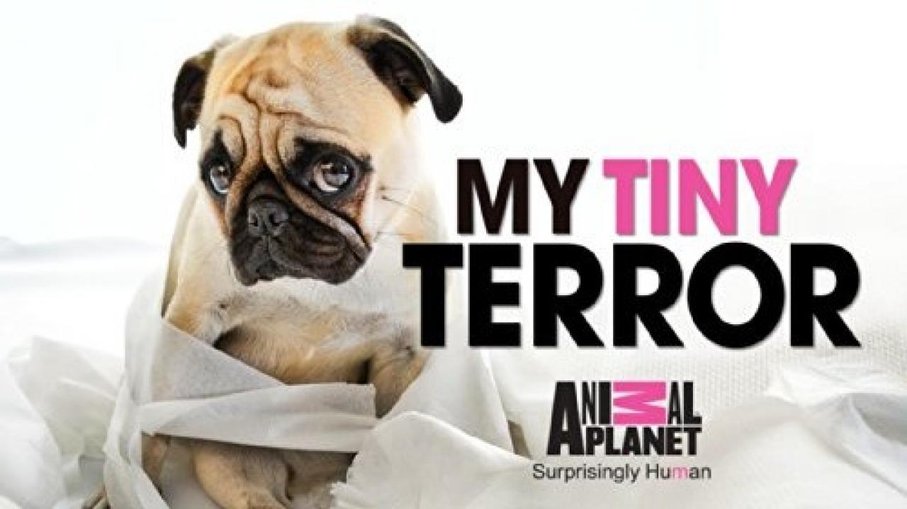 My Tiny Terror / 18.03.2025, 15:00