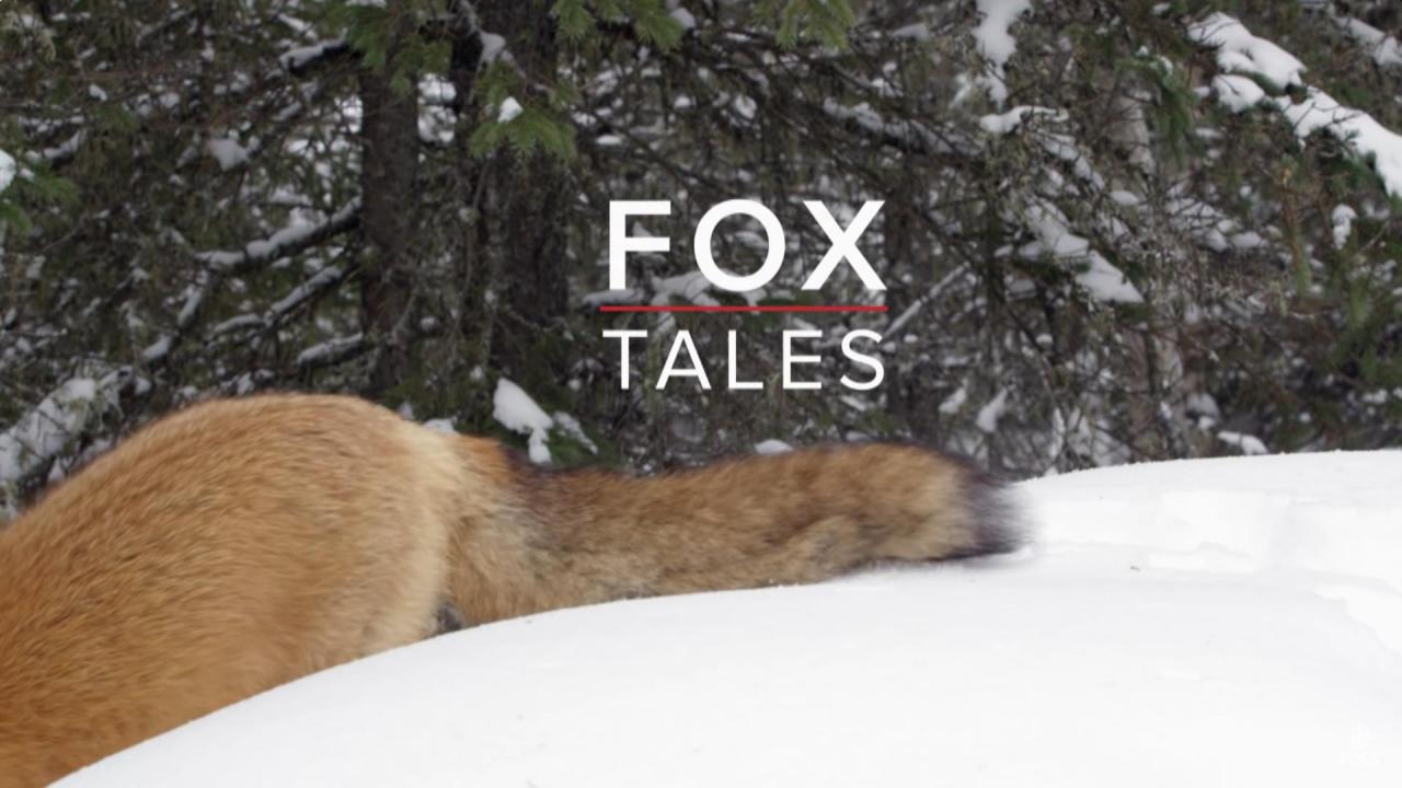 Nature: Fox Tales