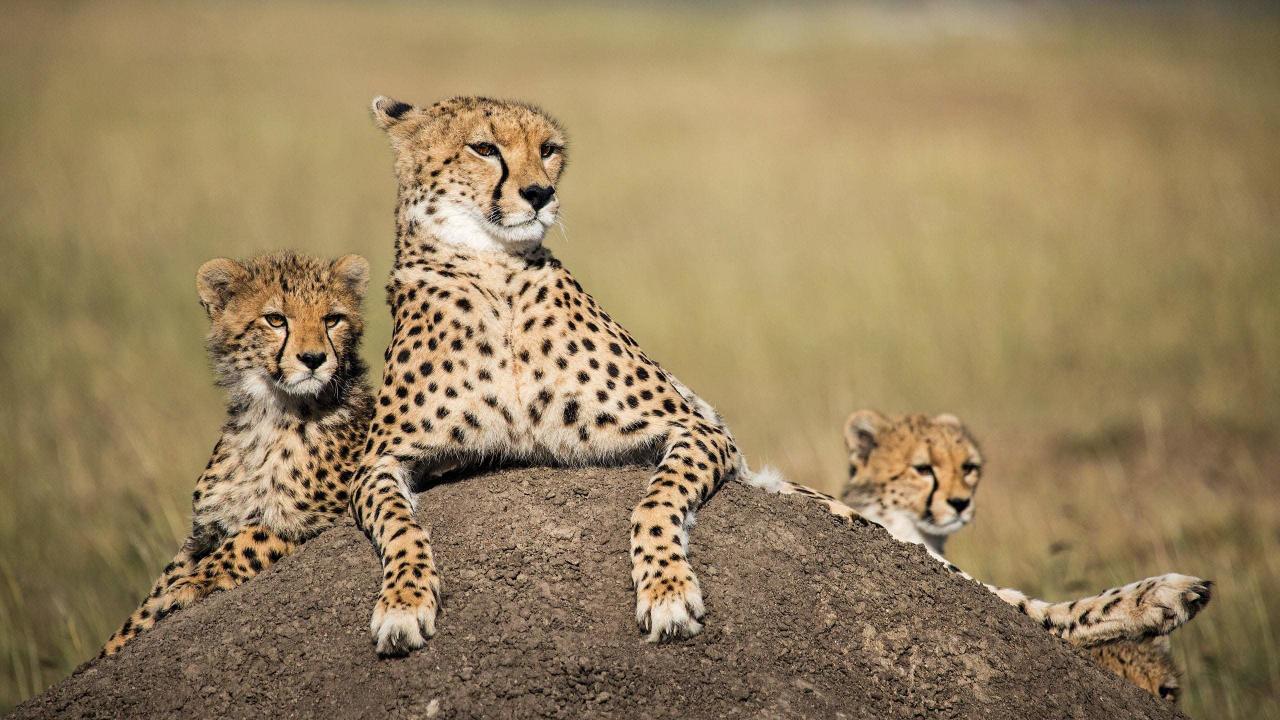 David Attenborough: Lov