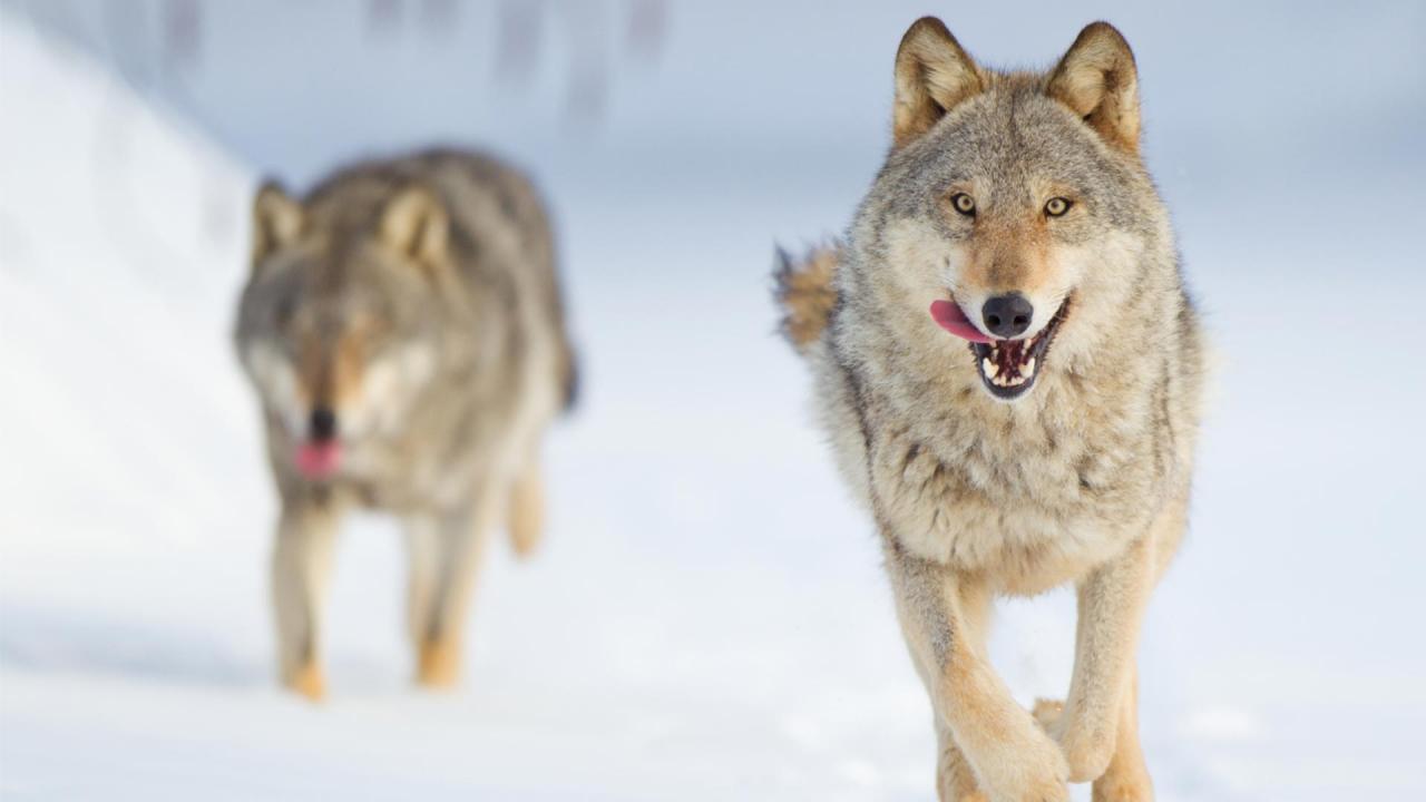 Wolf - Wanderer Without Borders