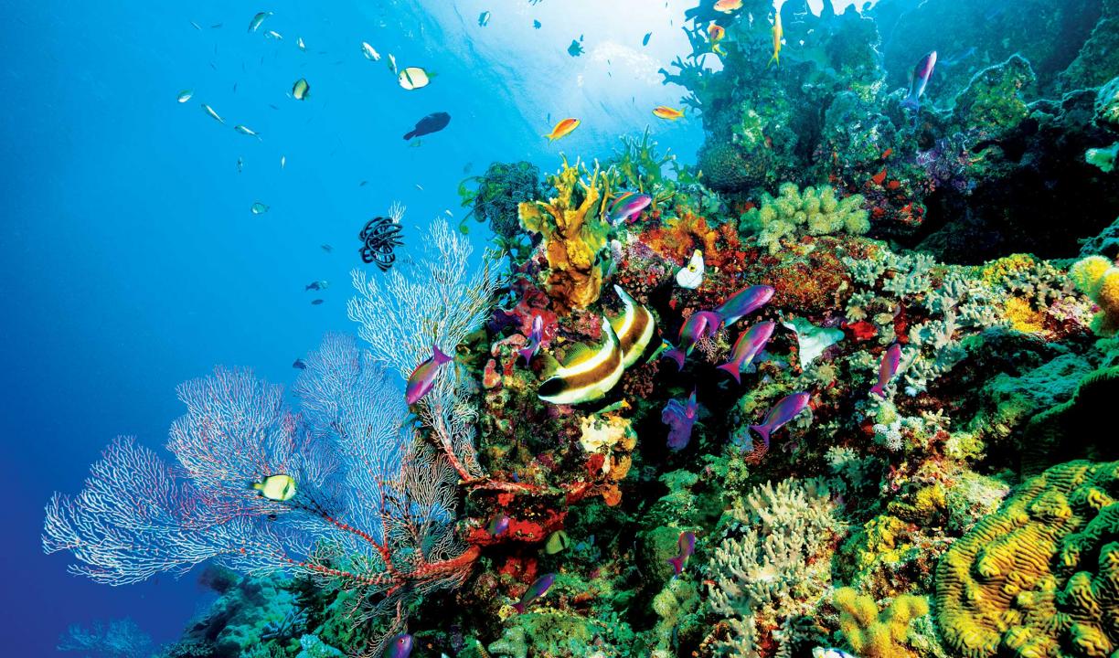 The Great Barrier Reef: A Living Treasure