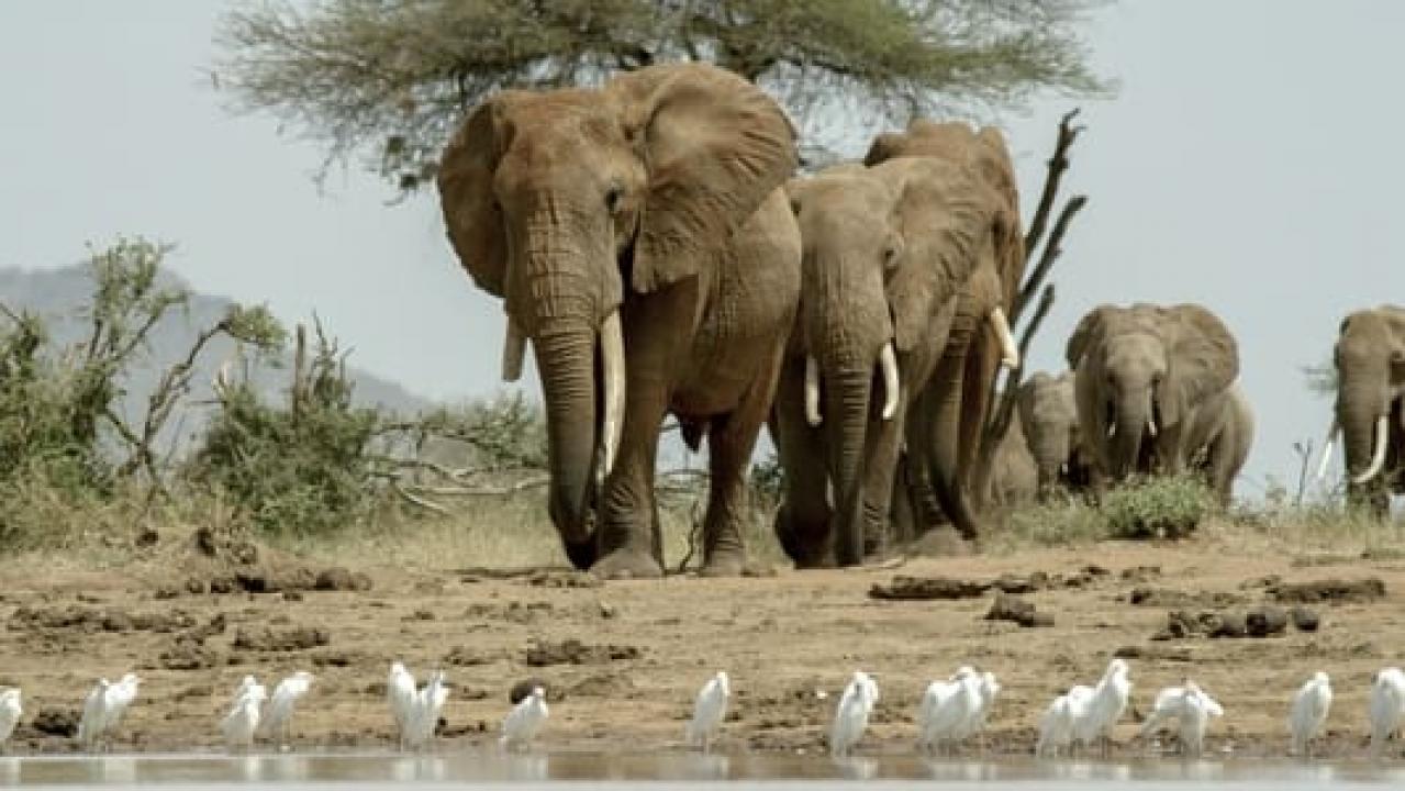 Bylo nebylo v národním parku Tsavo