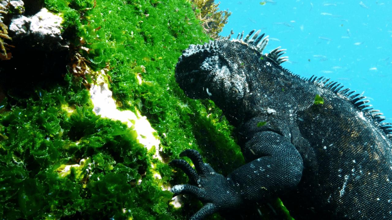 Galapágy: Na konci světa