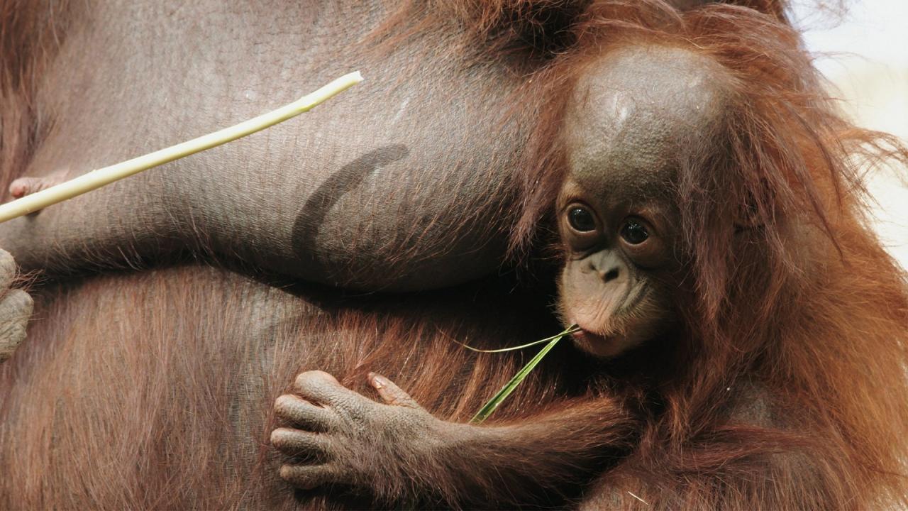 Más que monos. Unos parientes muy cercanos