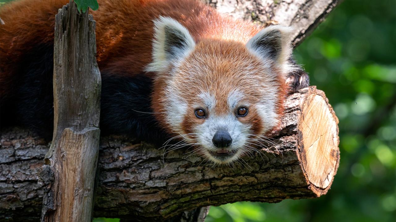 Nejlepší záběry z brněnské zoo / 08.05.2025, 00:00