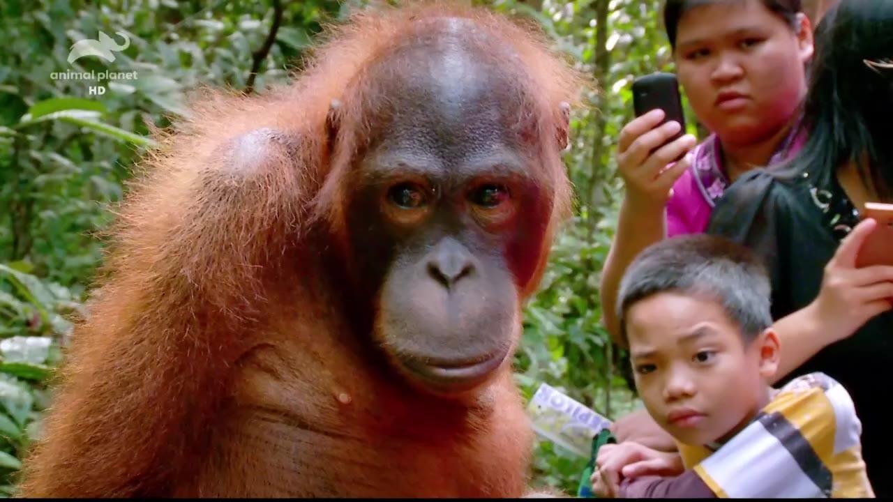 Meet the Orangutans