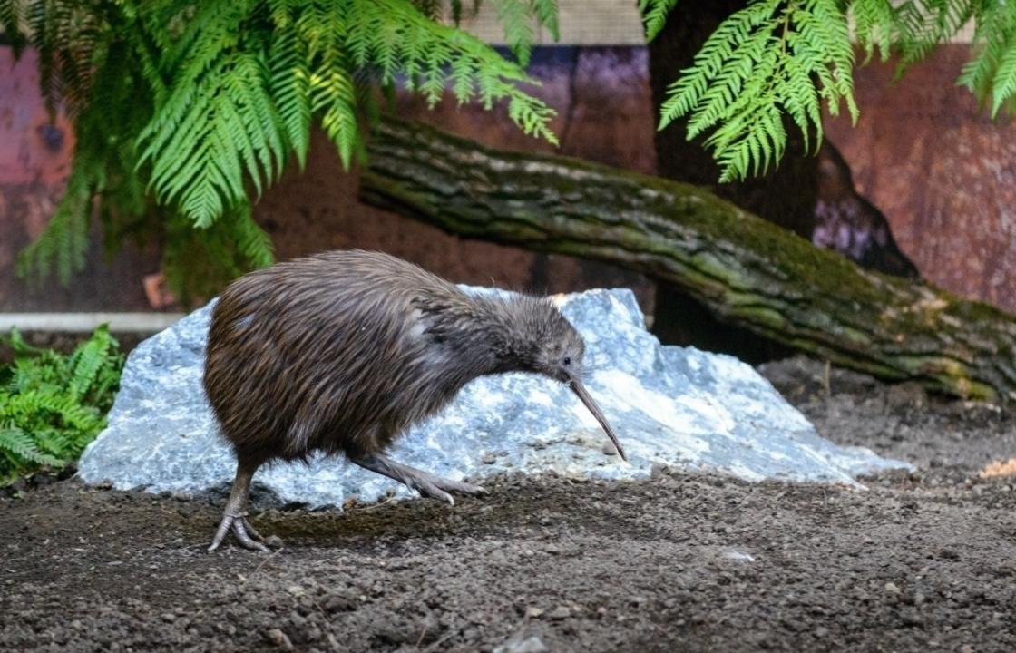 ZOO - živé muzeum? / 23.03.2025, 04:25