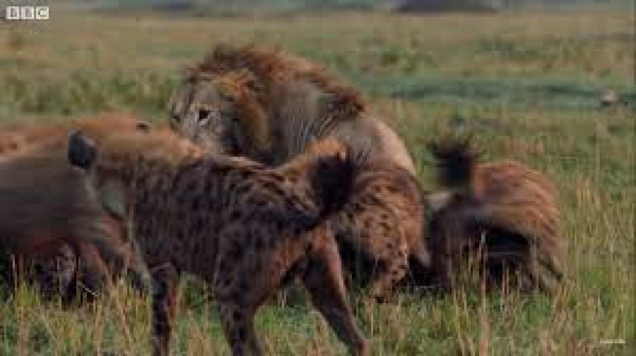 Lions & Hyenas