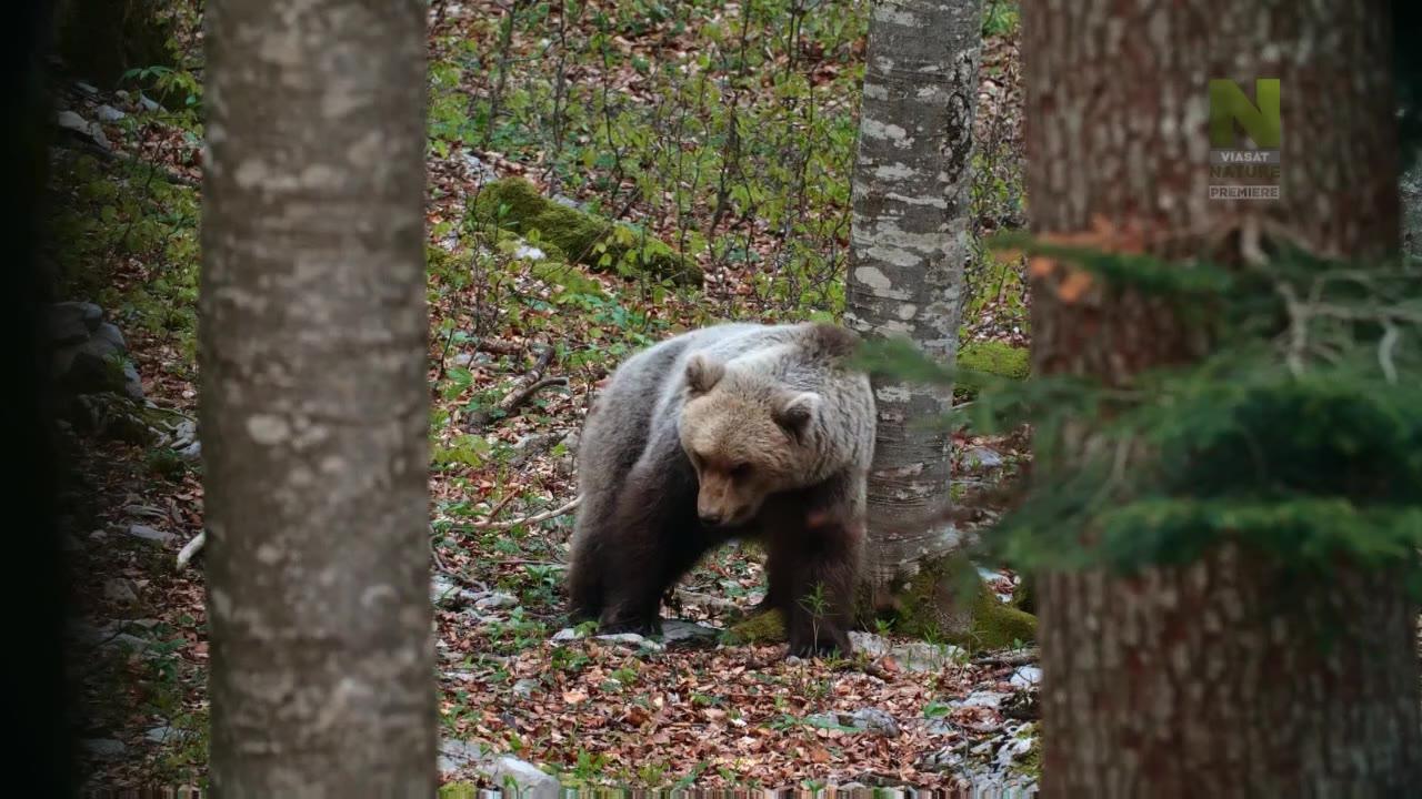 The Return of the Bears