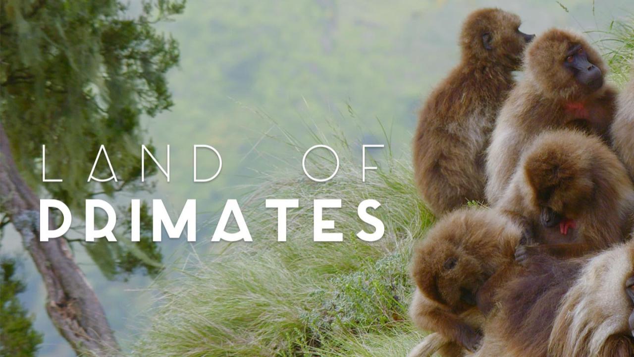 Land of Primates