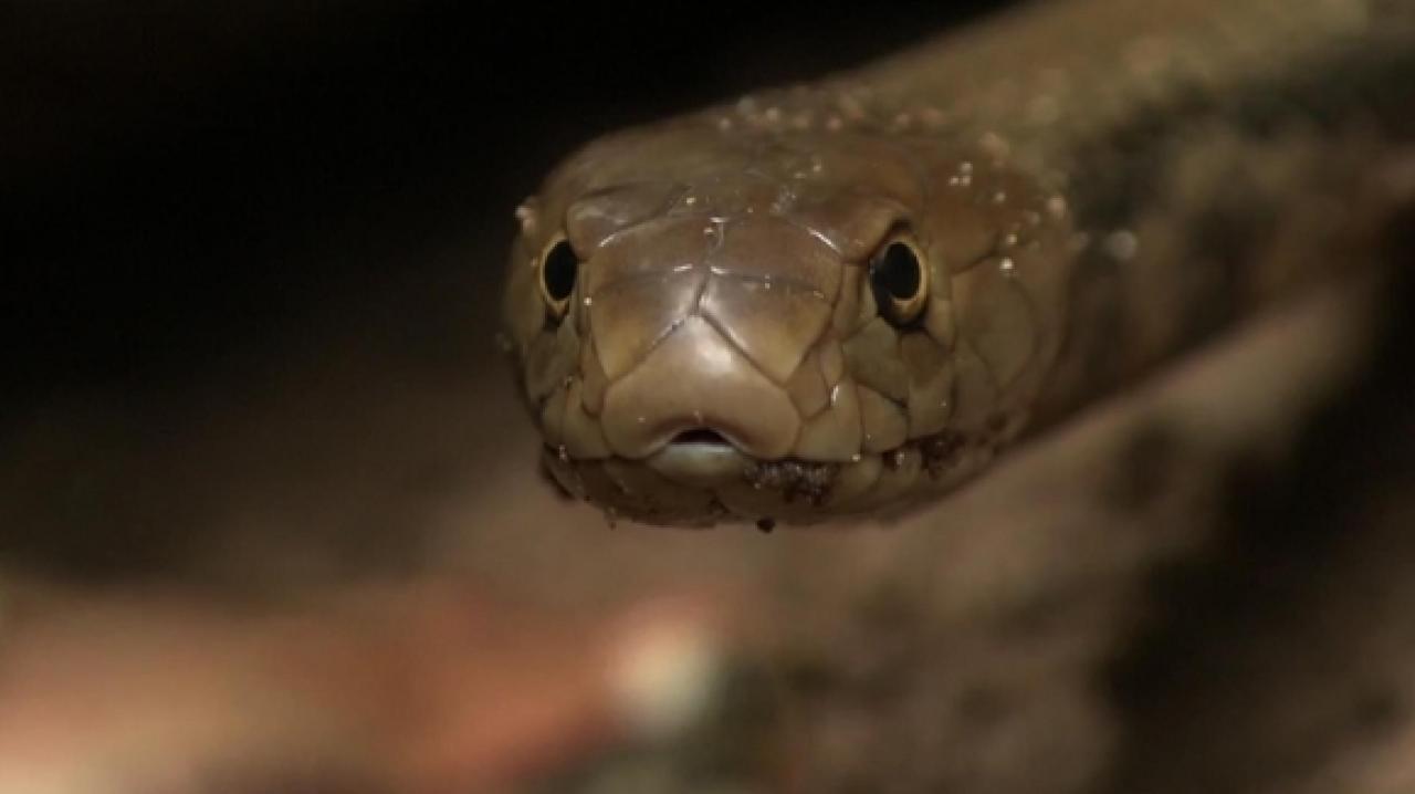 Serpents Surprise