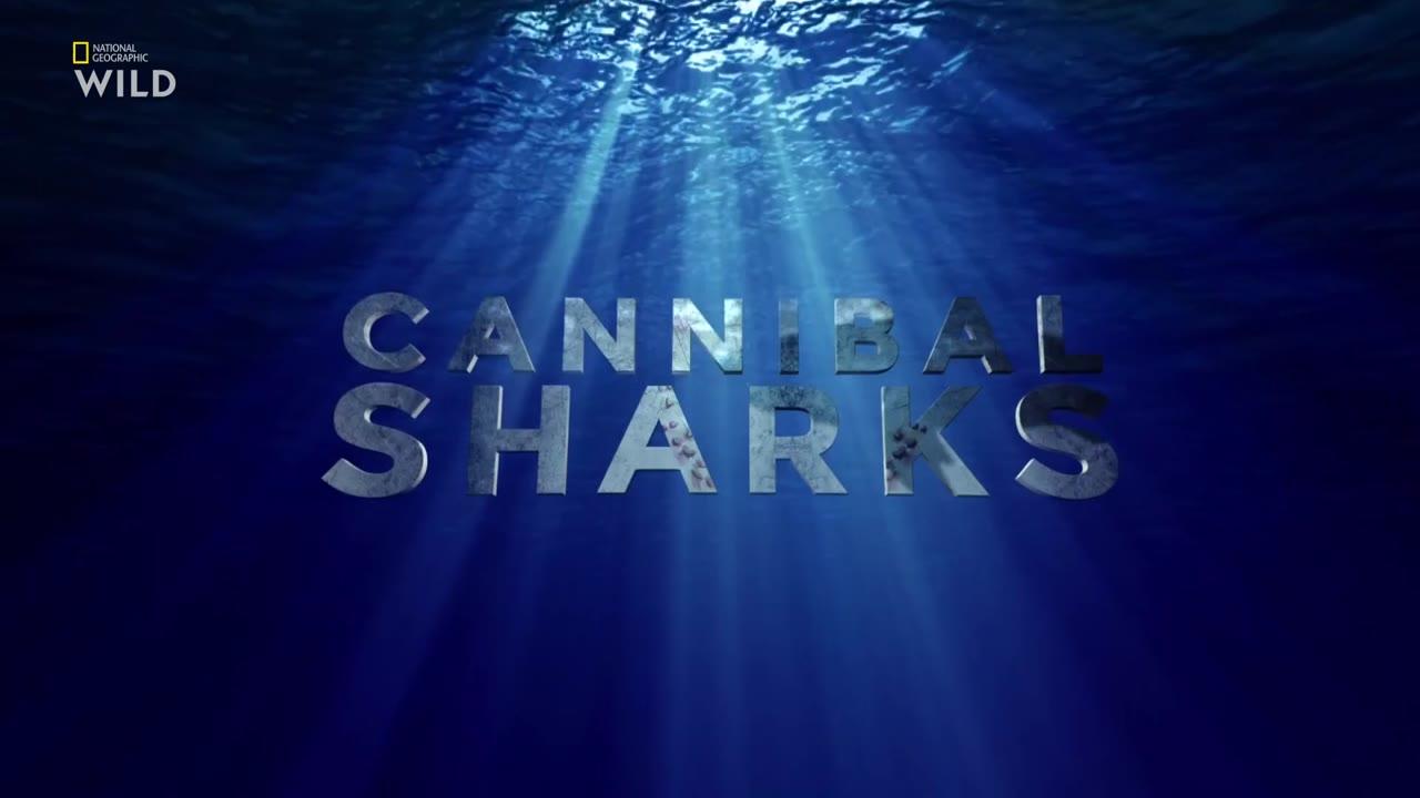 Cannibal Sharks