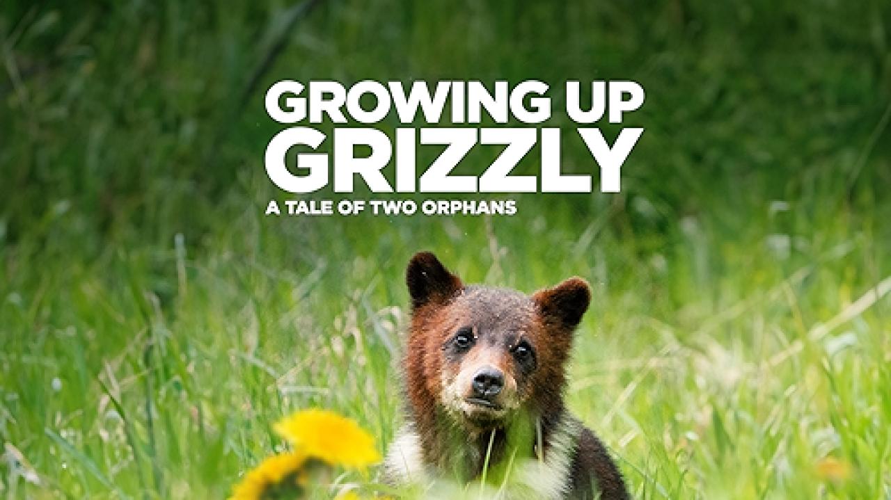 Growing up Grizzly: A Tale of Two Orphans