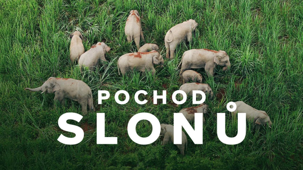 Pochod slonů