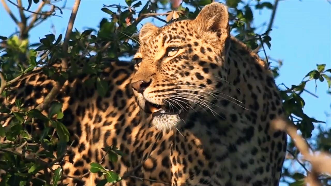 Leopard Kingdom