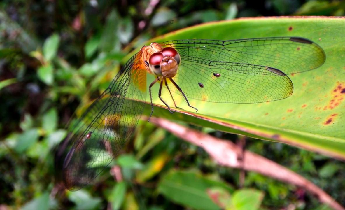 Mysterious Insects, on the Trails of Origins